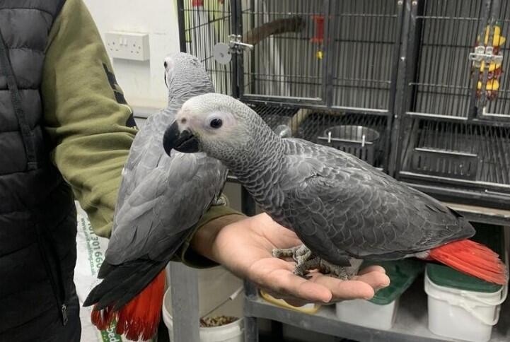 African grey parrot birds Psittacus erithacus for sale contact what's-app +447361628210